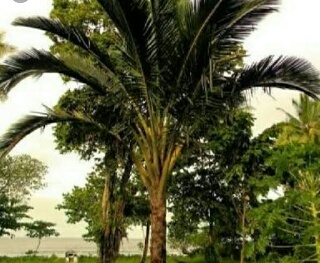 Dukung Kedaulatan Pangan dan Energi Alternatif, Sagu di Inhil Berpotensi Dikembangkan