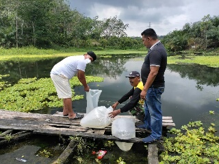 Pemdes Koto Sentajo Bersama Dinas Perikanan Tabur Bibit Ikan ke Bendungan 