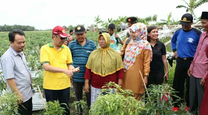 Bupati Siak Tinjau Tanaman Cabe Masyarakat Kecamatan Bungaraya