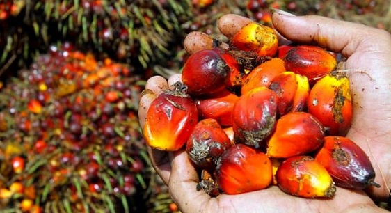  Gubri: Pengusaha PKS Jangan Sepihak Turunkan Harga TBS