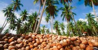 DMIJ dan Perkebunan Kelapa Rakyat jadi Program Prioritas Pemkab Inhil