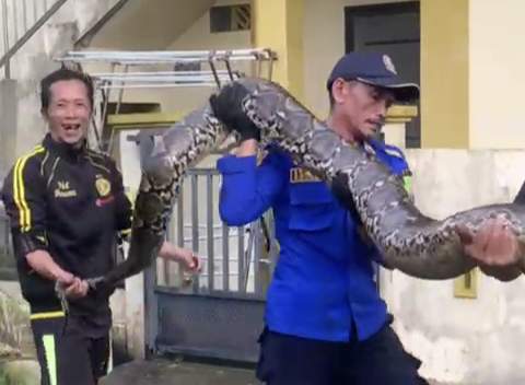 Duh Ngeri! Ular Piton Ukuran Jumbo Telan Ternak Warga Meranti Riau