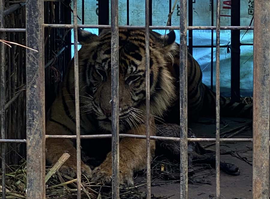 Sering Memangsa Ternak, BKSDA Sumbar Berhasil Pancing Harimau Sumatera Masuk Kandang Jebakan
