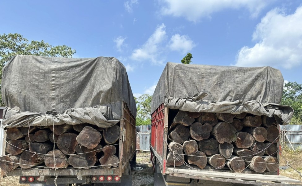 Polres Pelalawan Gagalkan Illegal Logging, 2 Truk Bermuatan 260 Batang Kayu Mahang Diamankan