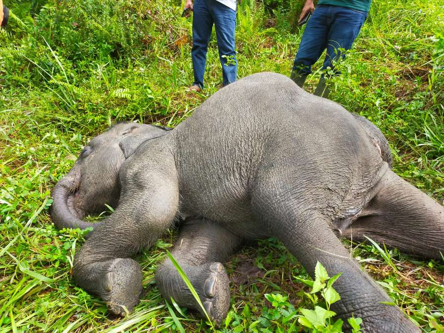 Dunia Konservasi Kembali Berduka, Seekor Gajah Binaan Mati Terserang Virus