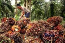 Waw, Rekor Tertinggi, Harga Sawit Naik Rp2.804,02 Per Kilogram