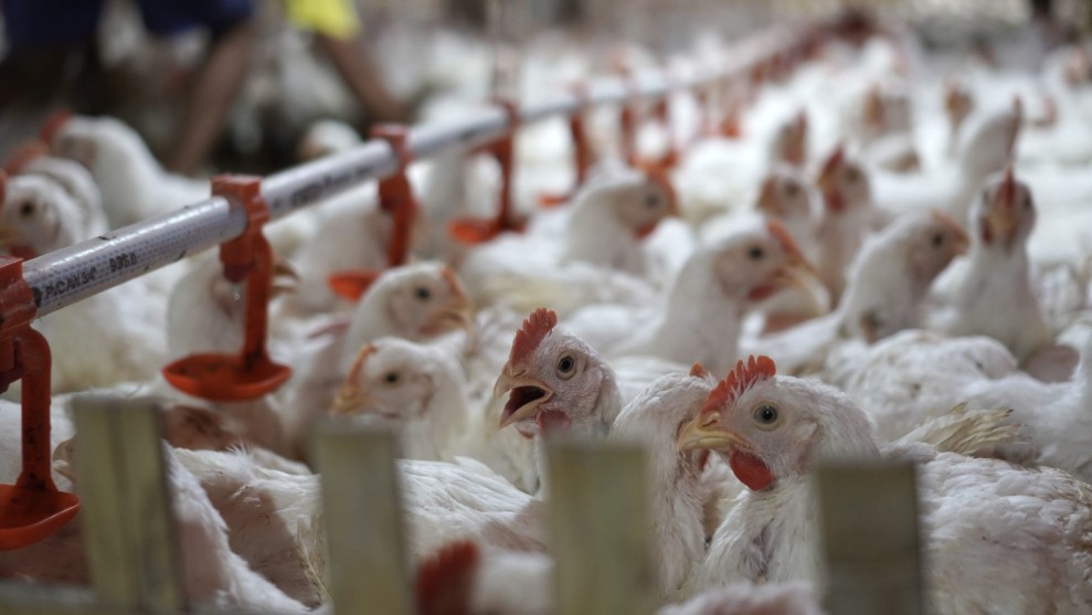 Hasil Survei Ditjen PKH Kementan RI: Ekosistem Industri Ayam Pekanbaru dan Inhu Dinilai Memenuhi Syarat