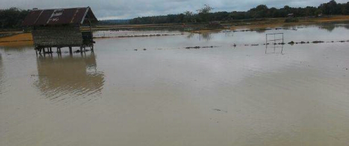 Banjir Kembali Ancam Areal Persawahan Milik Warga