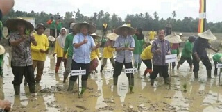 Bupati H. Mursini Tanam Padi Perdana Pola Padat Karya di Desa Tanjung Simandolak