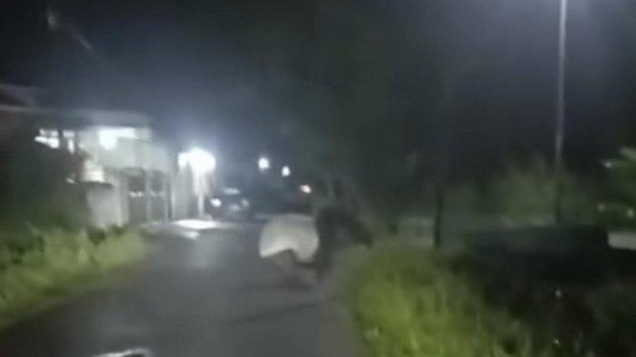 Penampakan Tapir Berkeliaran di Rumbai, Begini Arahan BBKSDA Riau