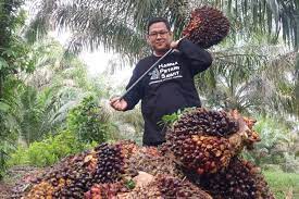 Turun, Pekan Ini Harga Sawit di Riau Rp2.782.78 per Kilogram