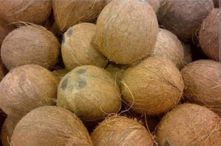 Harga Kelapa Butiran dan Tepung Sagu di Provinsi Riau Naik Pekan Ini