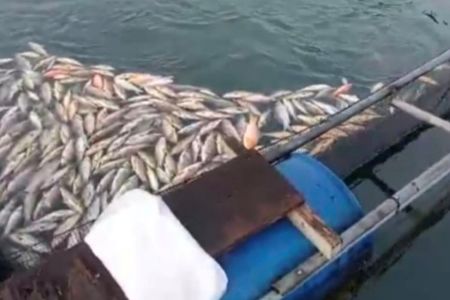 Ratusan Ton Ikan Mas di PLTA Koto Panjang Mati Mendadak, Petambak Ikan Rugi Rp4,2 Miliar