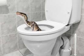 Ngak Tau Ada Piton di Dalam Kloset, Pas Duduk Penis Pria ini Kena Gigit, Aduh!