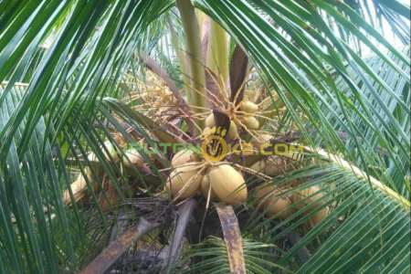 Harga Pinang dan Kelapa di Riau Turun Tipis pada Pekan ini 