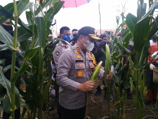 Kapolda Riau Panen Jagung, Siap Didistribusikan ke Pekanbaru