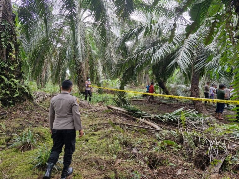 Warga Temukan Kerangka Mayat Manusia di Kebun Sawit Desa Banjar Seminai Siak