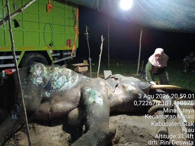 Jovi Gajah Pahlawan Penangan Konflik di Riau Mati, BBKSDA: Jasanya Tak Tergantikan