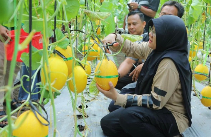 Panen Melon di Buantan Besar, Bupati Afni: Bukti nyata Dana Desa Tingkatkan PAD