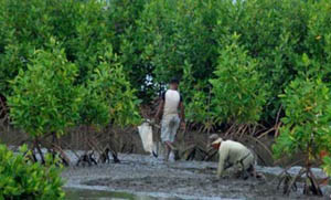 Indonesia Pemilik 25 Persen Mangrove Dunia