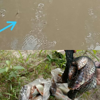 Limbah PT SSS di Inhu Diduga Cemari Sungai, Ratusan Ikan Ditemukan Mati Mangapung 