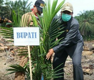 Bersama PTPN V, Bupati Siak Lakukan Peremajaan Sawit Secara Perdana 