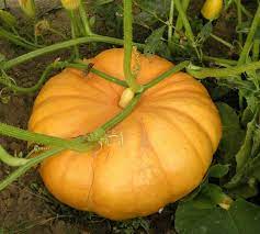 Ini Makanan Pengganti Stamina yang Bagus di Atas Ranjang, Pria Wajib Baca