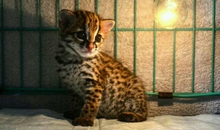 BBKSDA Riau Kedatangan Anak Kucing Hutan Lucu