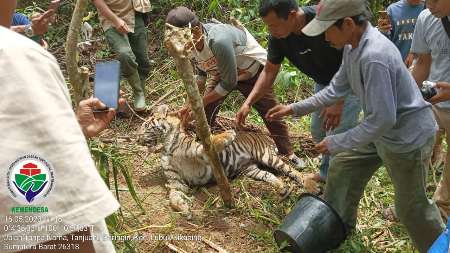 Warga Temukan Seekor Harimau Sumatera Mati Kena Jeratan Babi