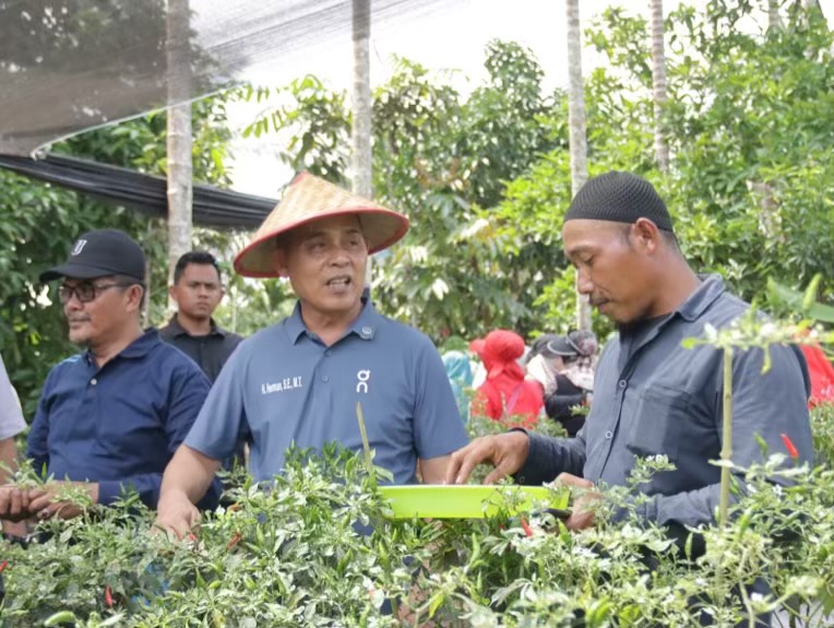 Tanam dan Panen Cabe di Kelurahan Pekan Arba, Bupati Inhil Harapkan Hasil Bumi Masyarakat Dimanfaatkan Dapur SPPG