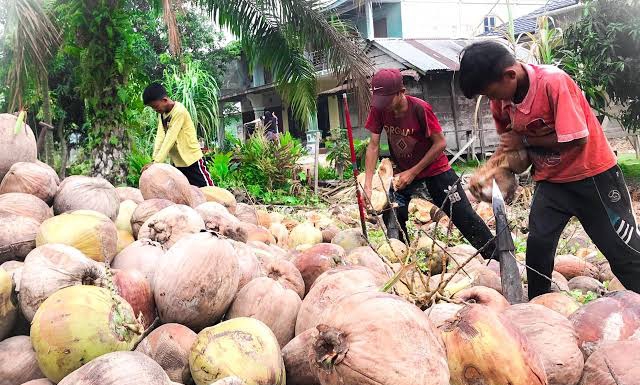 Minggu Ini Harga Kelapa Butiran Rp3.050/kg
