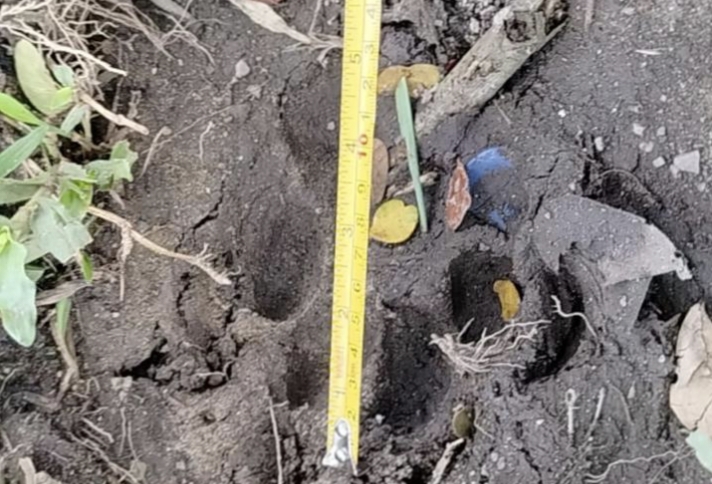 Harimau Sumatera Berkeliaran Dekat Pemukiman di Dumai, Warga Diminta Waspada