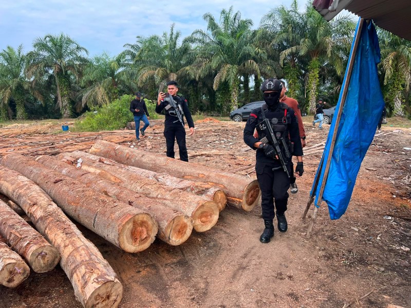 Bisnis Kayu Ilegal Sejak 2019, Pemodal Ditangkap Polisi