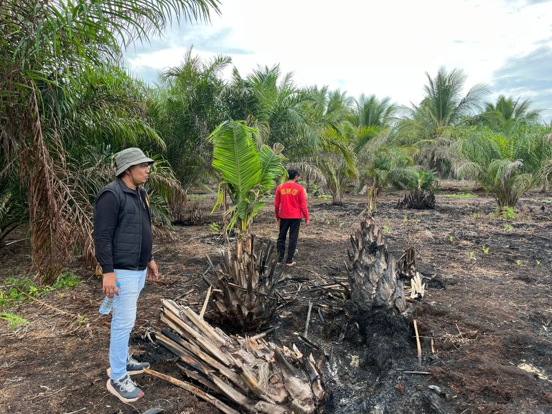 Pembakar Lahan di Teluk Meranti Pelalawan Ditangkap, 500 Hektare Gambut Terbakar