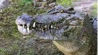 Ngeri! Ada Buaya Sebesar Bus Mampu Melumat Dinosaurus