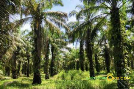 Harga TBS di Riau Turun Tipis, Ini Penyebabnya