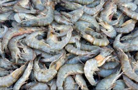 Harga Jual Belanak, Baung, dan Udang Alami Kenaikan di Riau