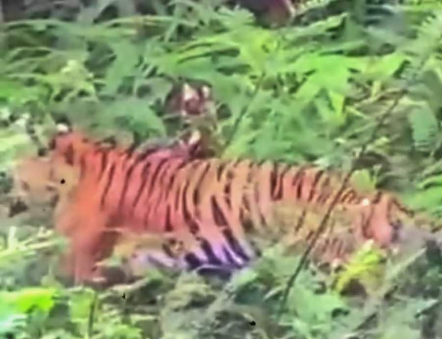 Seorang Wanita di Sumbar Jumpa Harimau, Nekat Memotret dari Jarak Dekat dan Viral