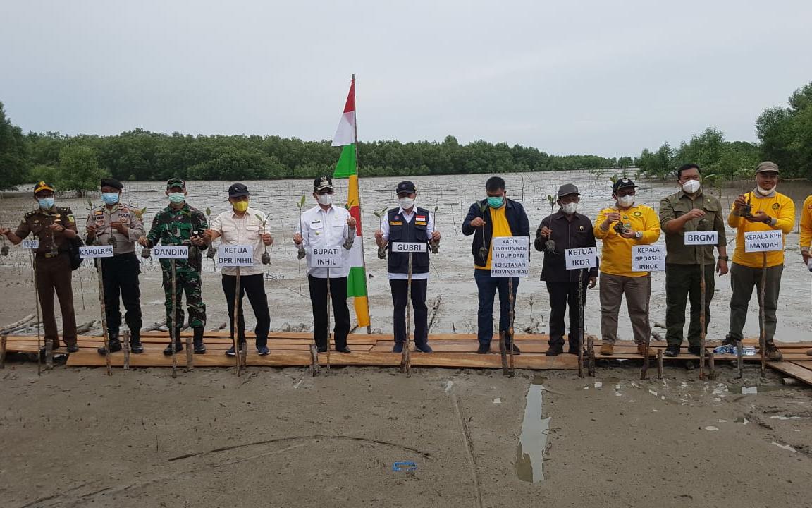 Gubri Bersama Bupati Inhil Tanam Bibit Pohon Mangrove di Pantai Terumbu Mabloe