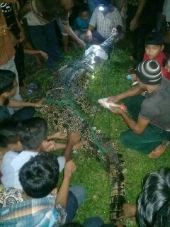 Sempat Lukai Warga, Buaya 3 Meter  Danau Manduyan Ditangkap Warga