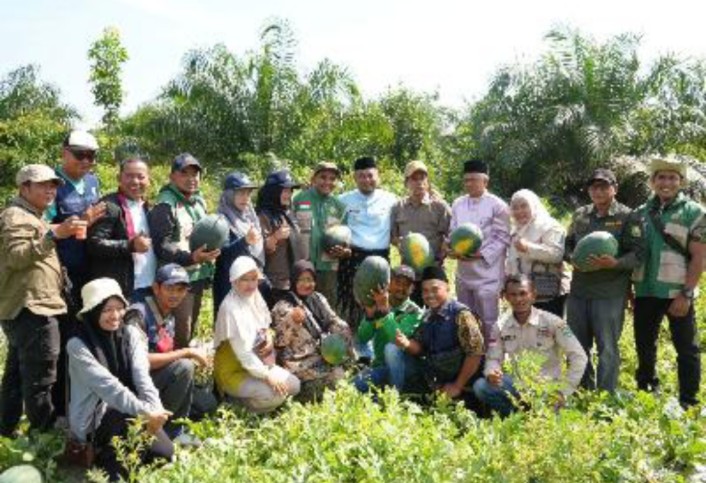 Bumkam Kota Ringin Panen 30 Ton Semangka, Jadi Model Ketahanan Pangan Siak
