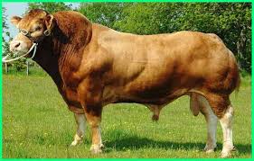 Warga Dibuat Geger Ulah Aksi Pria Tua Minum Segelas Darah Sapi Kurban, Jangan Ditiru!