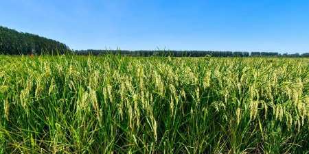 Petani Riau Tertekan: Pendapatan Merosot, Biaya Hidup dan Produksi Naik