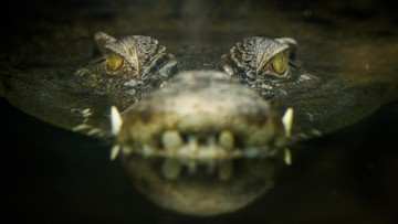 Nekat Bertarung dengan Buaya Demi Selamatkan Teman, Nasib Rifaldi Belum Diketahui