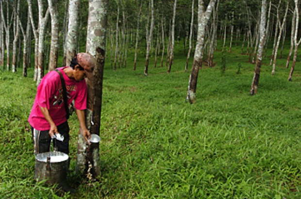 Masa Depan Komoditas Karet Diprediksi Cerah
