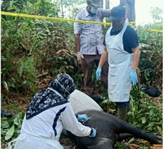 Pastikan Penyebab Kematian Seekor Tapir, Polres Kuansing & Tim BKSDA Riau LakukanÂ NekropsiÂ  