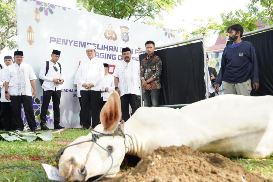 Idul Adha 1445 H, Polda Riau Serahkan 32 Sapi Limosin dan 20 Ekor Kambing