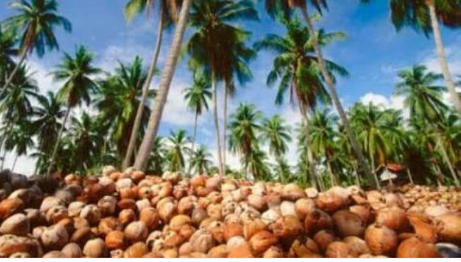  Festival Kelapa International di Inhil akan Dihadiri 18 Negara