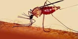 236 Daerah di Indonesia Masuk Endemis Filariasis