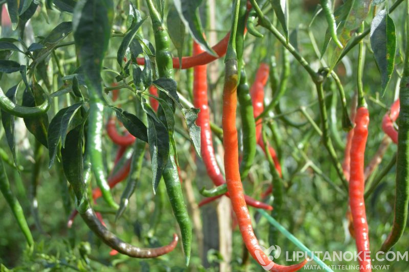 Pemko Pekanbaru Bersedia Subsidi Biaya Angkutan Cabai dari Daerah Lain, Asalkan?
